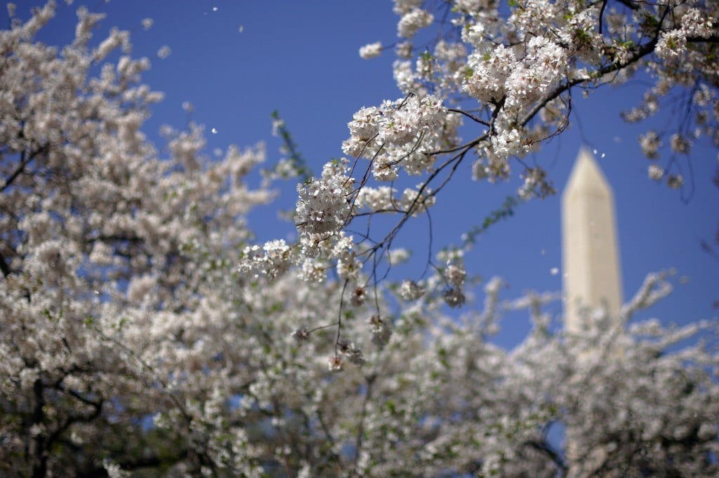 Washington, DC Cherry blossoms
