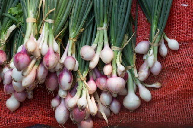 Bundles of green onions on a red sack. Bundles of green onions on a red sack.