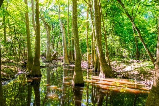 Swamp area where mosquitos can be found Swamp area where mosquitos can be found