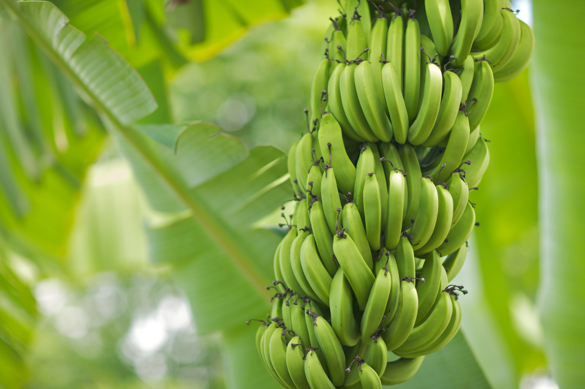 green bananas