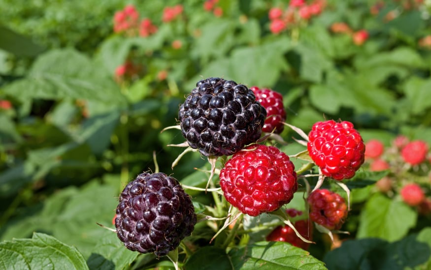 raspberries raspberries