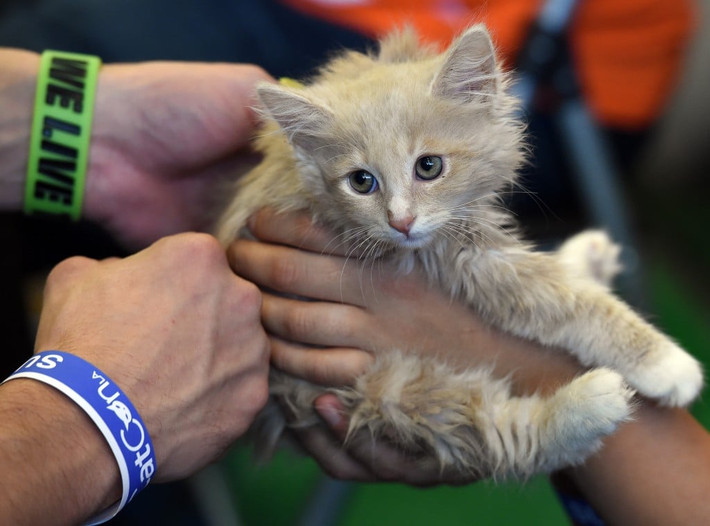 kitten