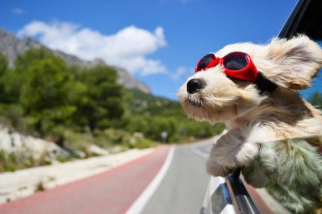 Happy dog leaning out of a hot car in the summer