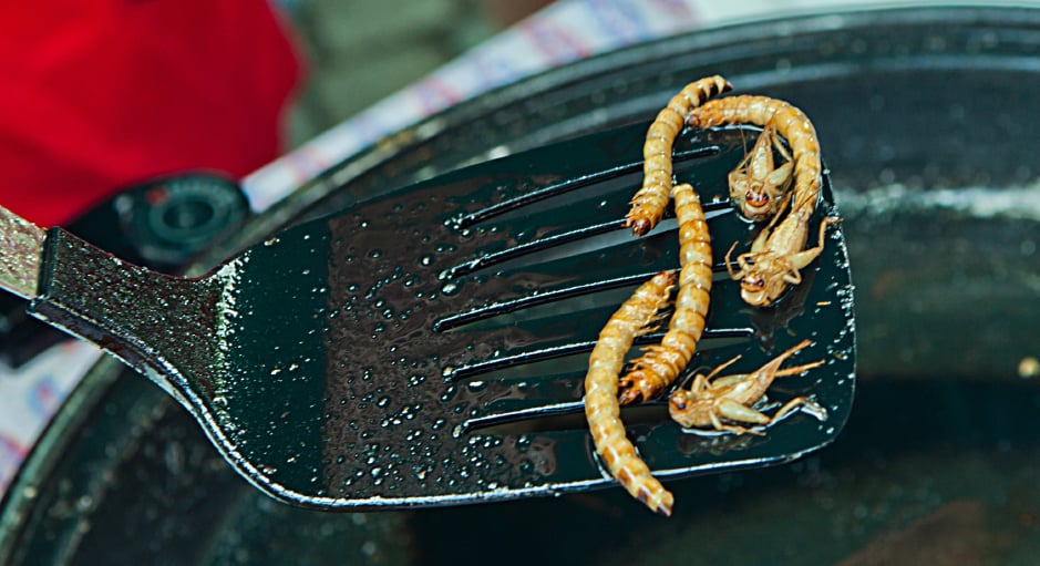 Fried insect, bugs