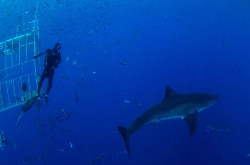 A diver with a shark