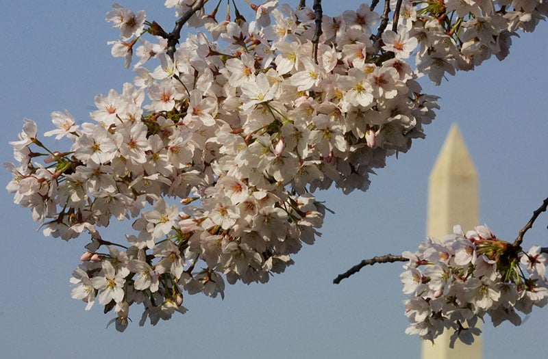 Cherry Blossoms. Washington D.C.