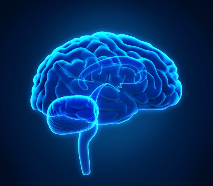 a brain