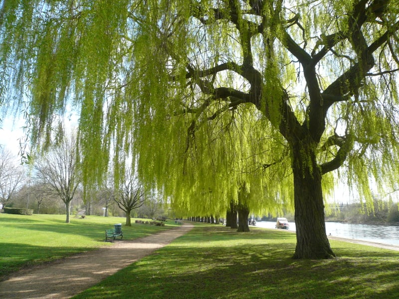 mature trees