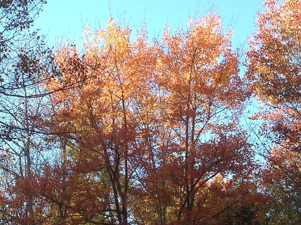fall leaves, Maine
