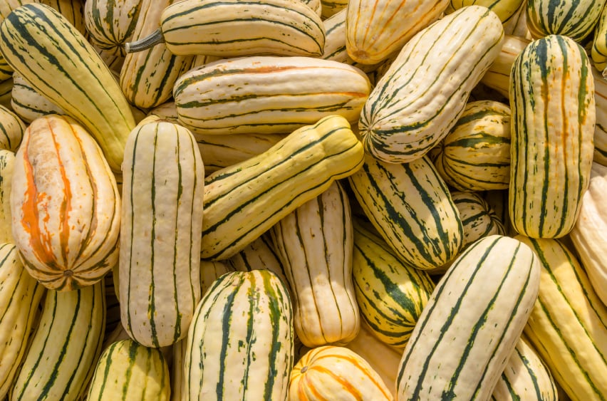 delicata squash