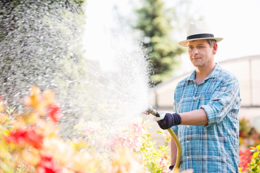 watering plants