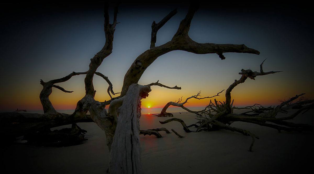 driftwood beach