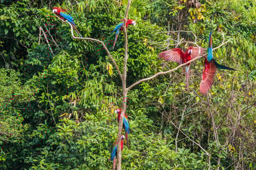 Peru, Amazon Rainforest, Macaws