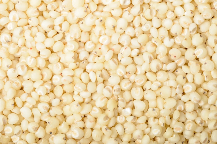 Sorghum