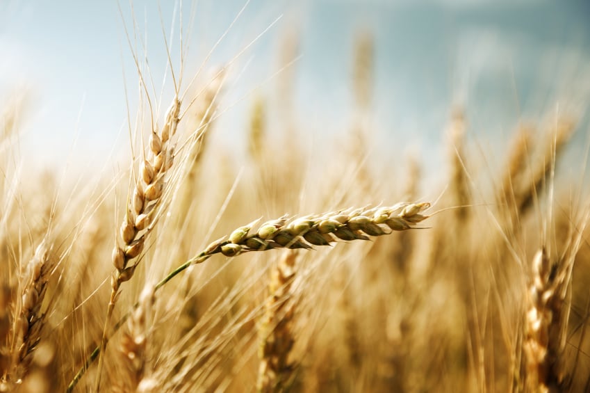 barley