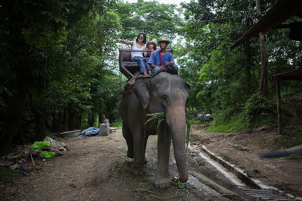 Thailand, elephant