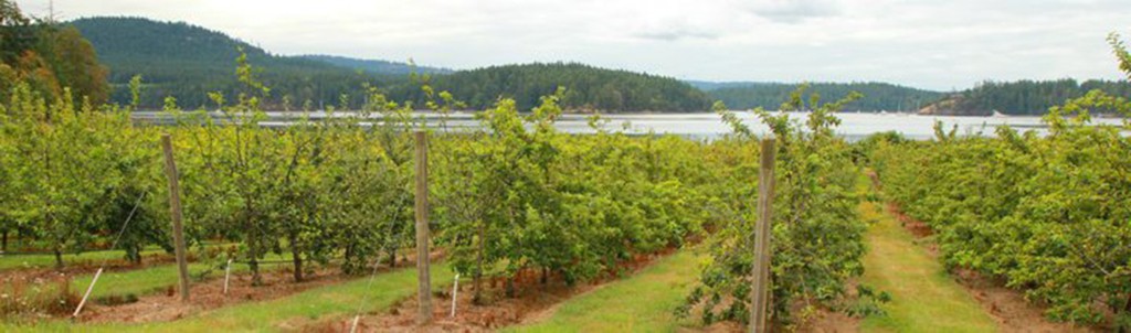Westcott Bay Cider, Friday Harbor, Washington