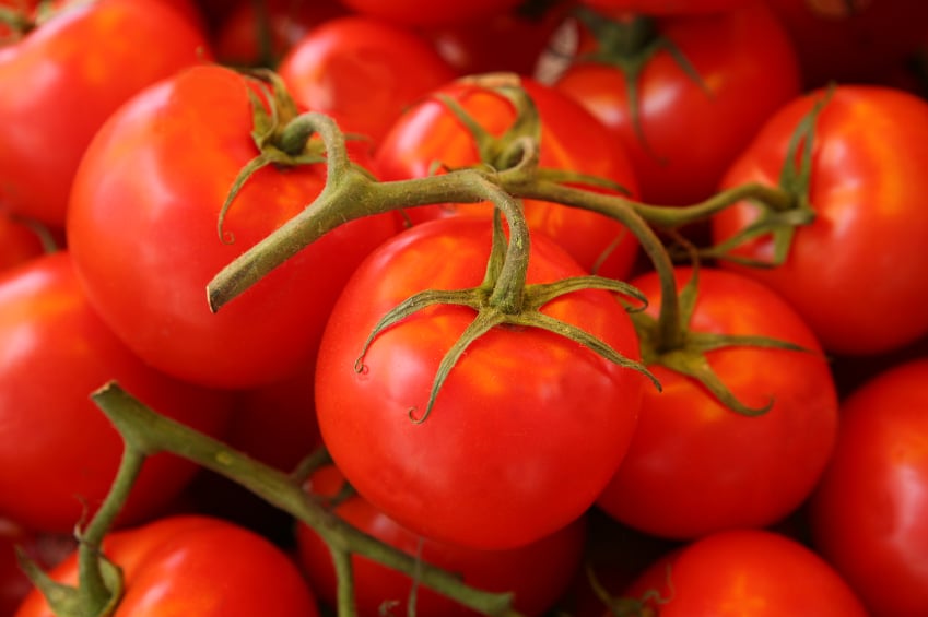 red tomatoes on the vine
