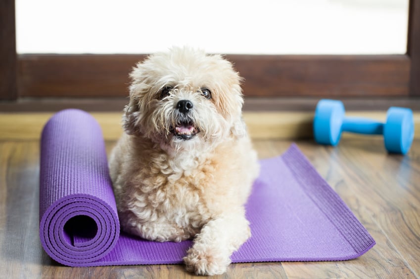 dog on yoga mat