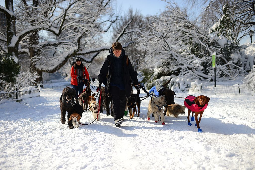 dog walker