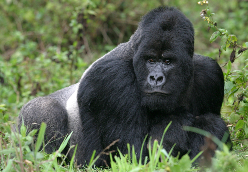 close-up of a male, silverback mountain gorilla