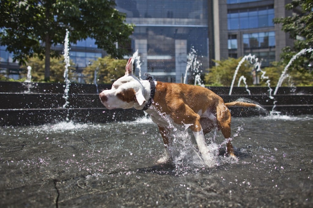 pit bull playing in fountain