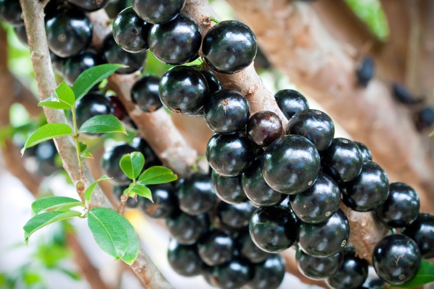 Jabuticaba on a tree branch