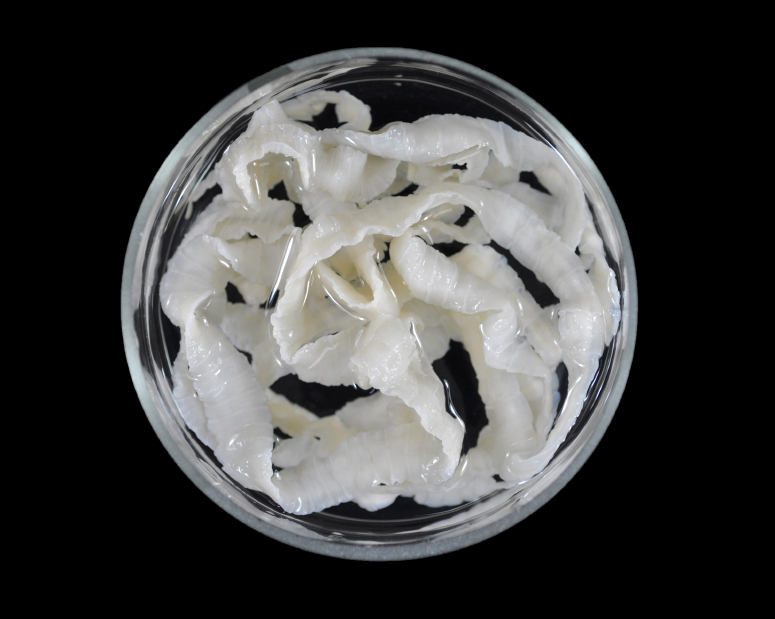 tapeworm