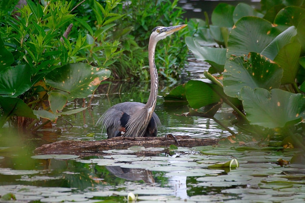 cuyahoga valley national park great blue heron