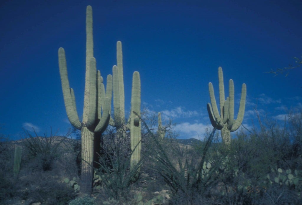 saguaro national park