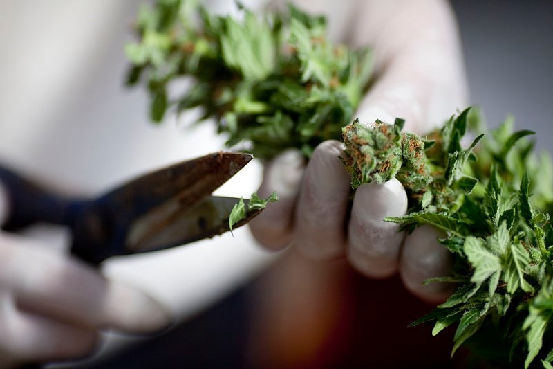 A production worker trims plants