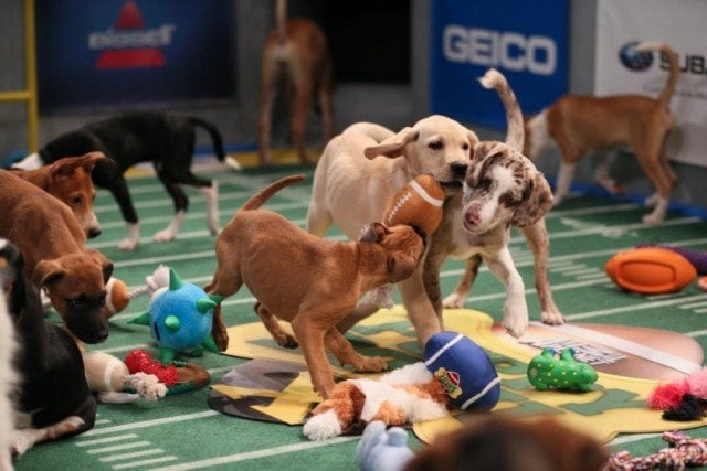 Dogs battling it out during the Puppy Bowl