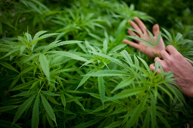 A man showing off a marijuana plant