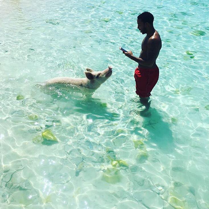 pig