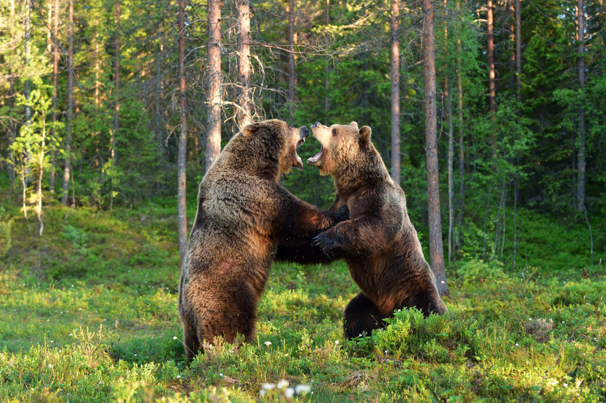 kaksi karhua tappelemassa metsässä