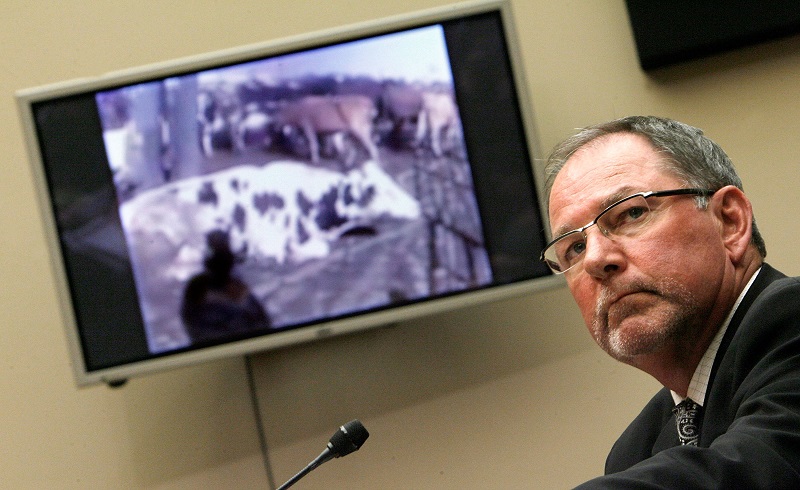 Westland/Hallmark Meat Co. CEO Steven Mendell watches a video of "downer" cattle at his slaughterhouse