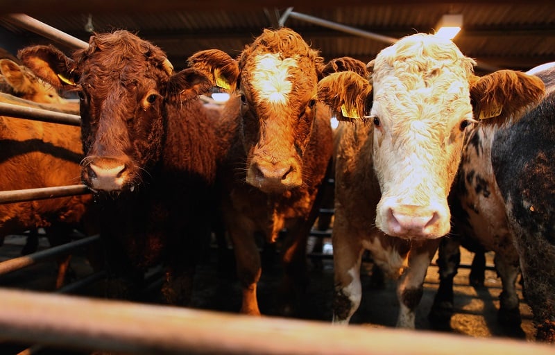Beef cattle are sold at an auction| Jeff J Mitchell/Getty Images