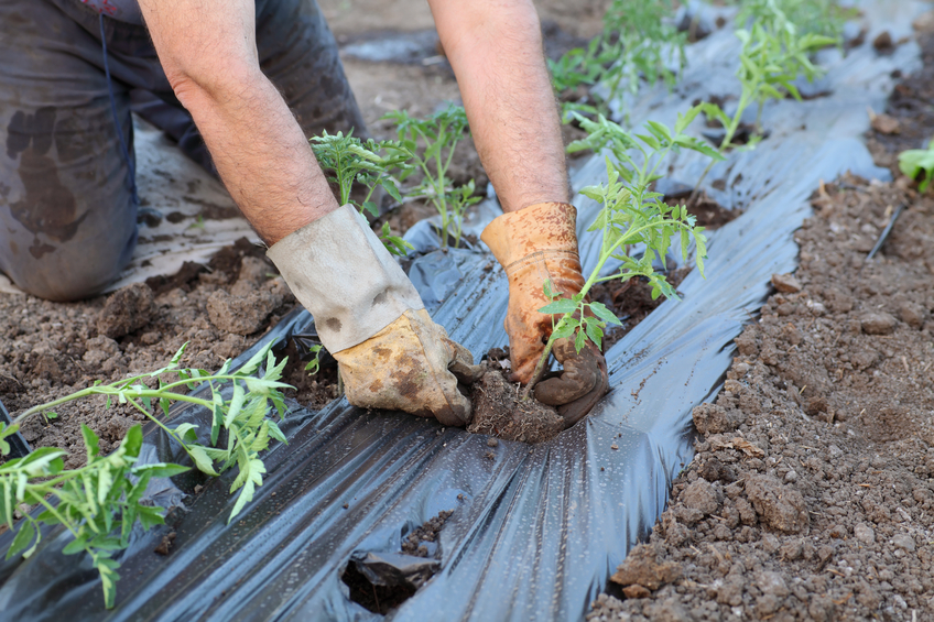 Farmer planting seeds