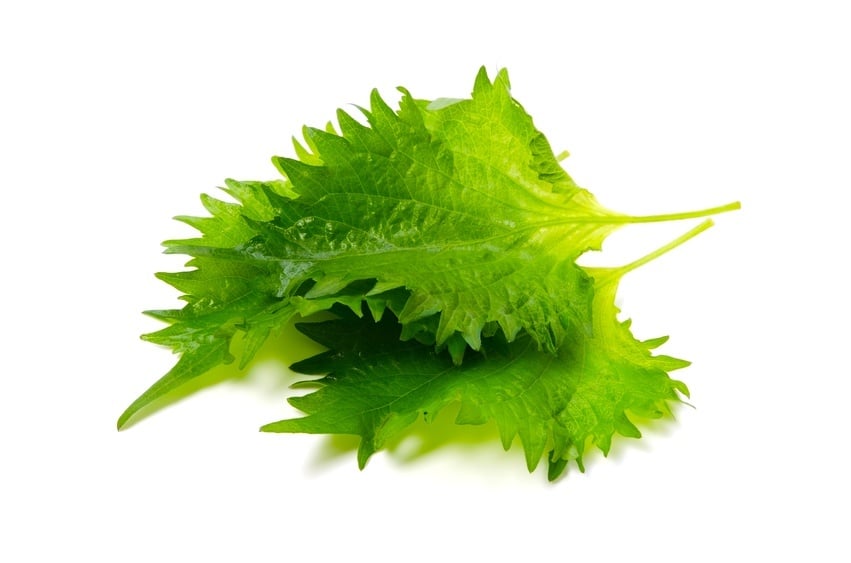 SHISO in white background