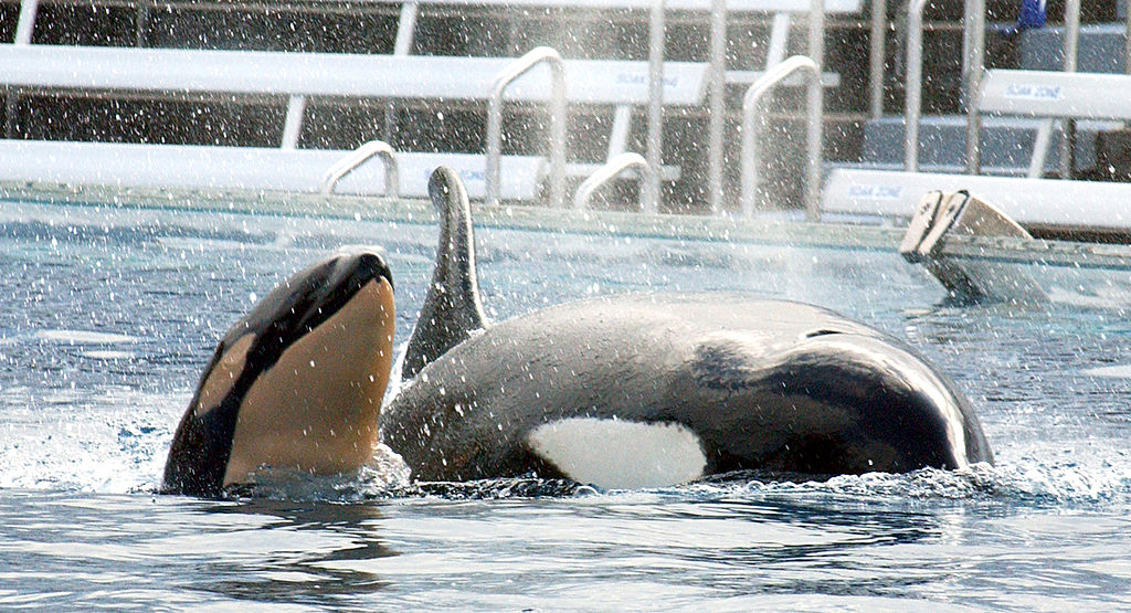 killer whale