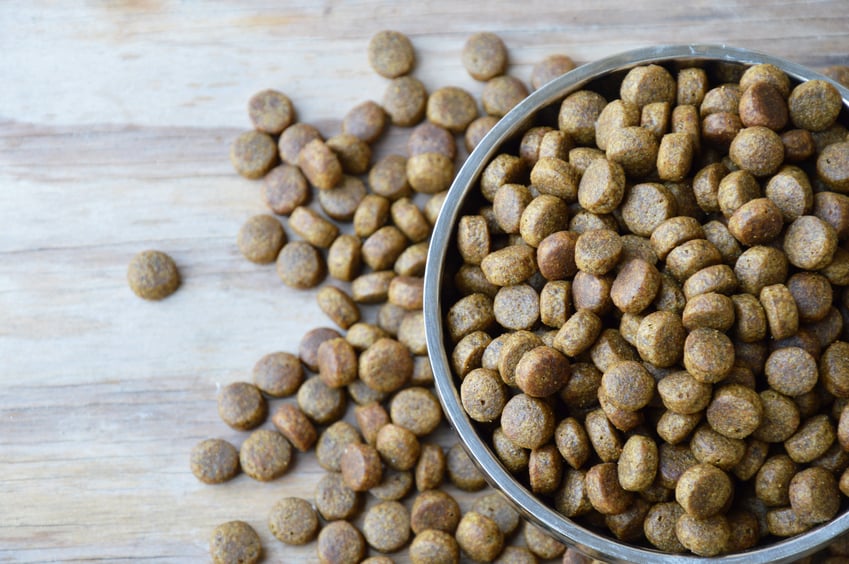 pet food in a bowl