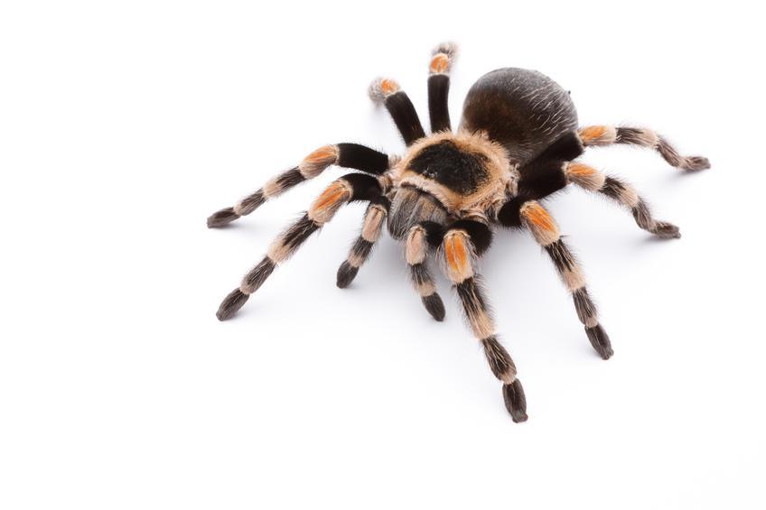 Mexican tarantula