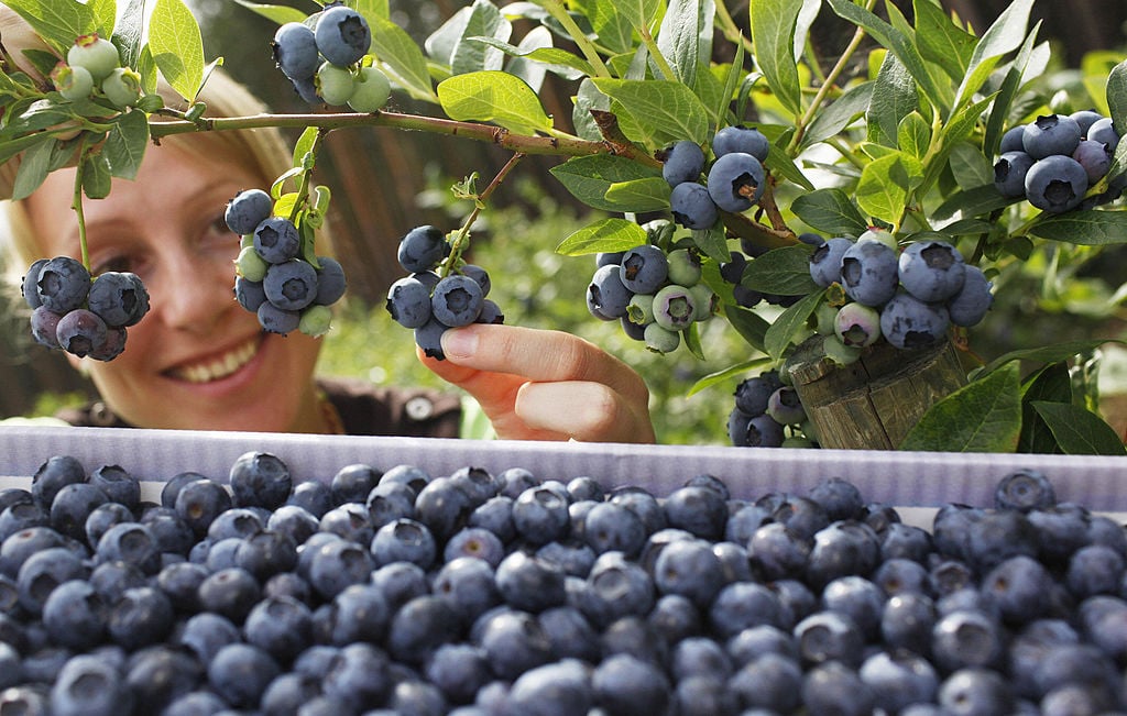 woman picking blueberries