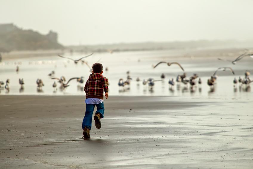 boy chases seagulls on the beach