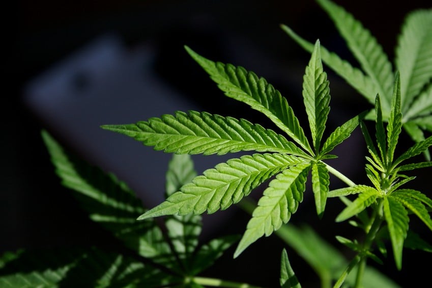 Marijuana plant, too much of which can lead to illness