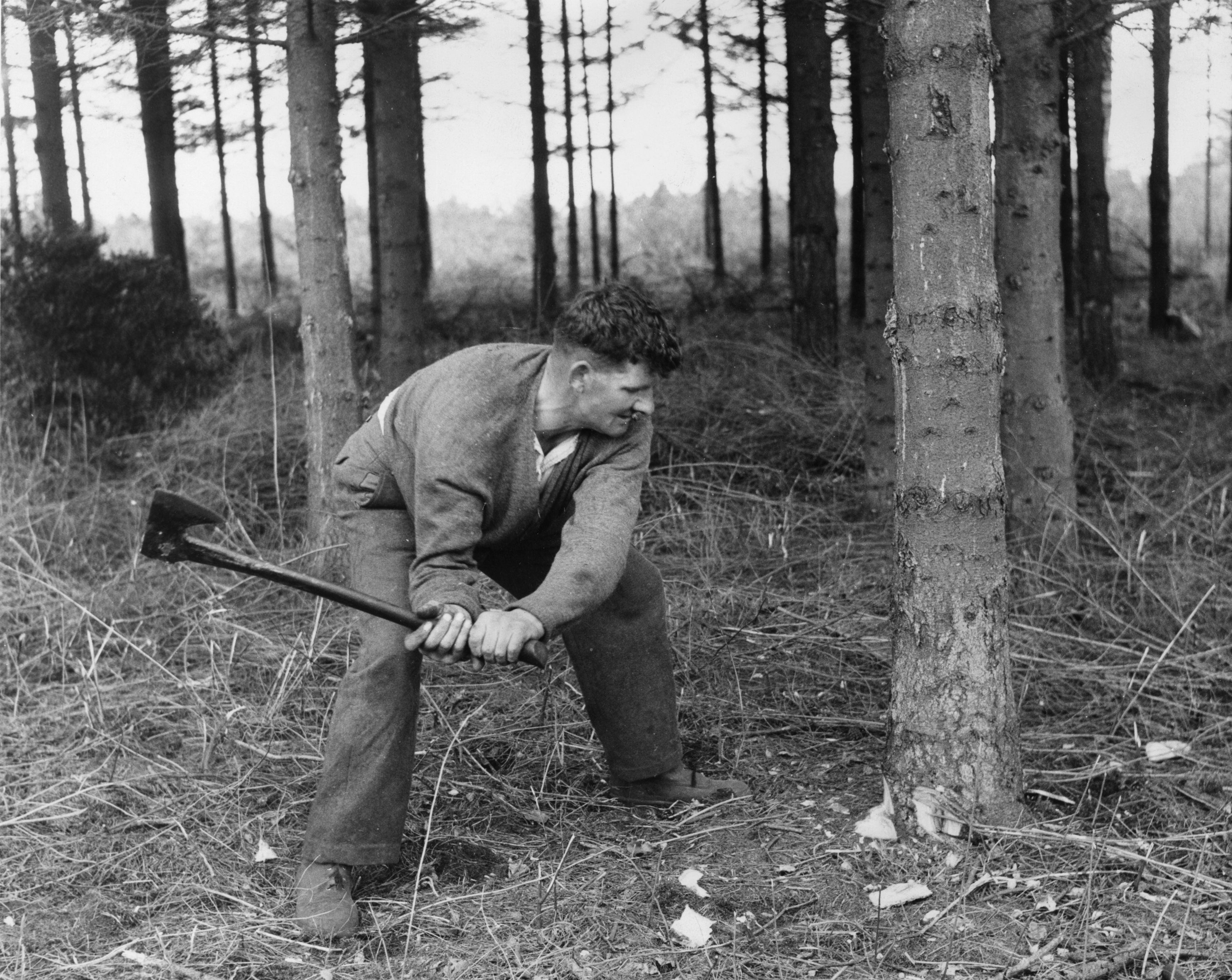 A man cuts down a tree in the forest