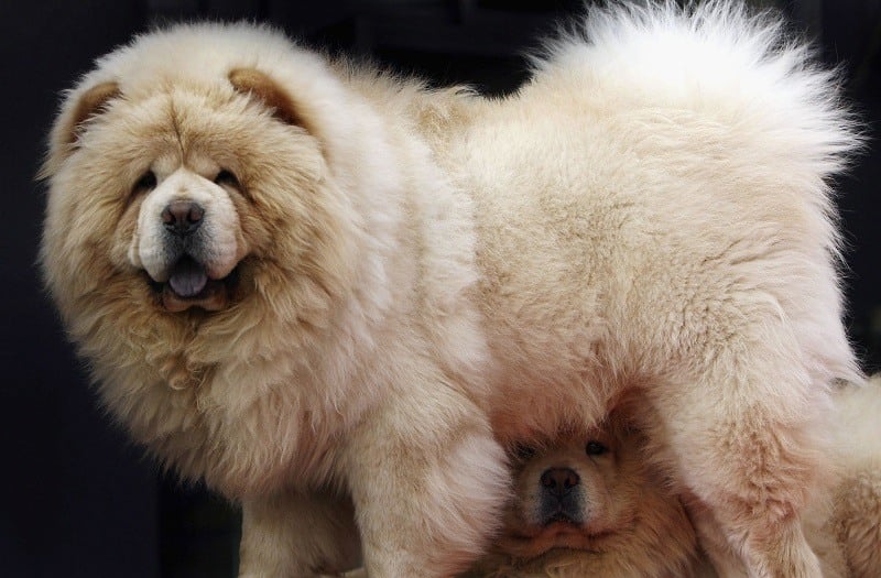 A chow dog