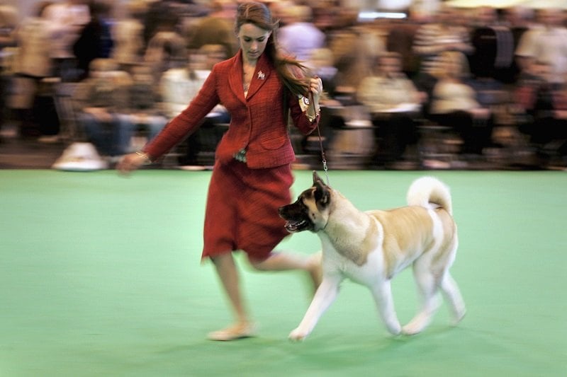 An Akita is paraded in front of the judge during Crufts International Dog Show