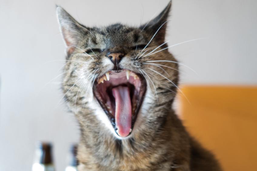 Cat with open mouth showing its teeth