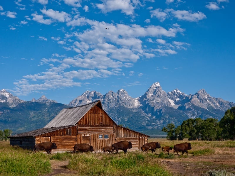 Barn in Wyoming with Bison and Tetons